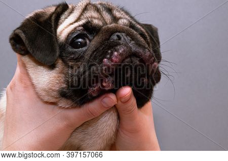 Portrait Of A Pug Dog With Red Inflamed Wounds On His Face