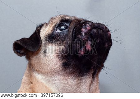 Portrait Of A Pug Dog With Red Inflamed Wounds On His Face