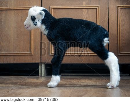 Unique Lamb - A Hybrid Of Sheep And Goat Bred In Russia