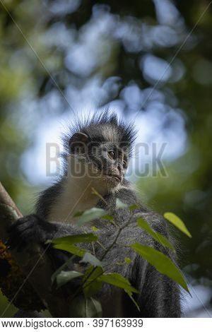 Wild Thomas's Langur, A Primate Mammal, Also Known As Presbytis Thomasi, Looks Around The Rainforest