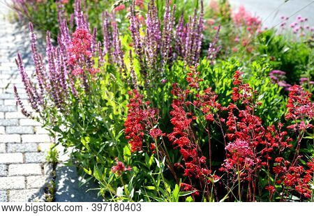Heuchera Brizoides Plant Is A Perennial, Pink To Red Flowering Flower, The Only North American Speci