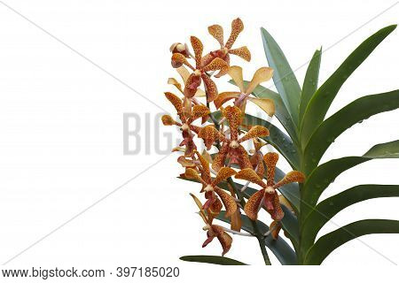 Fresh Orange Mokara Orchid Flower Bloom On Tree With Drops In The Garden Isolated On White Backgroun