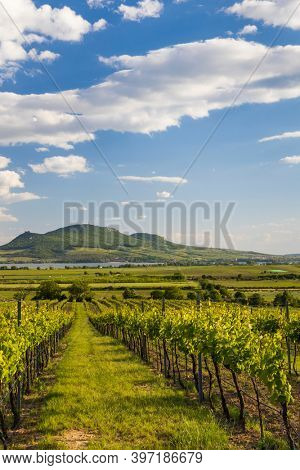 Spring vineyards under Palava near Sonberk, South Moravia, Czech Republic