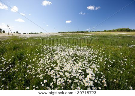 Sorprendente campo Margherita, fiori di primavera in Lettonia, stato del Baltico, Europa