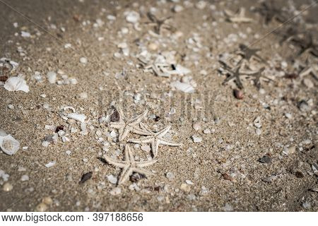 Dark Beige Fawn Brown Beautiful Nature Background Design Screensaver Web Wallpaper For Resort Spa Re