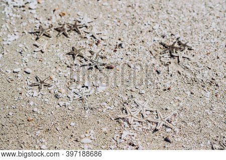 Beige Fawn Brown Beautiful Nature Background Design Screensaver Web Wallpaper For Resort Spa Relax. 