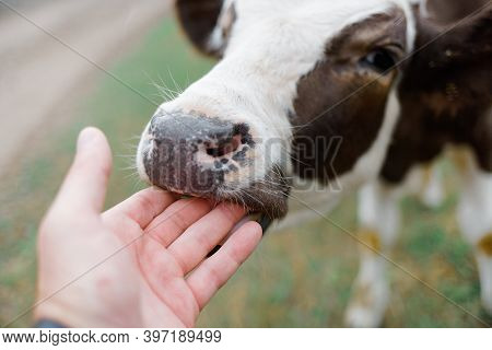 A Young Curious Calf Licks His Hand. The Farming Of Cattle.