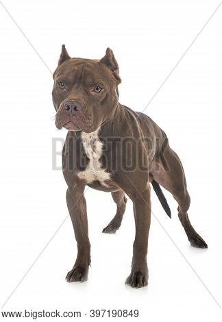 American Pit Bull Terrier In Front Of White Background