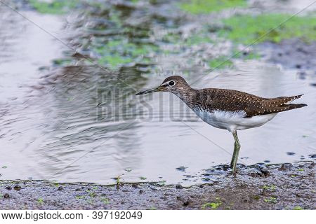 Green Sandpiper Or Tringa Ochropus Walks On Lake