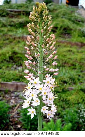 Prairie Flower Bed With Large Sage Perennials And Tall Yellow Tips That Bloom Gradually From Bottom 