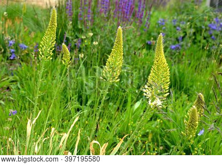 Salvia Nemorosa Eremurus Stenophyllus Prairie Flower Bed With Large Sage Perennials And Tall Yellow 