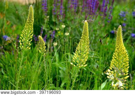 Salvia Nemorosa Eremurus Stenophyllus Prairie Flower Bed With Large Sage Perennials And Tall Yellow 