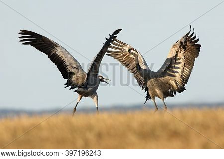 The Common Crane (grus Grus), Also Known As The Eurasian Crane While Dancing. A Pair Of Large Europe