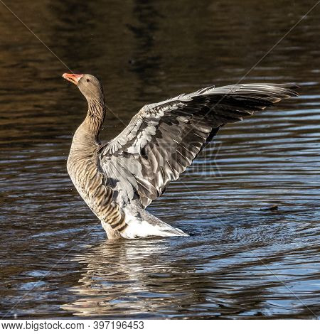 The Greylag Goose, Anser Anser Is A Species Of Large Goose In The Waterfowl Family Anatidae And The 