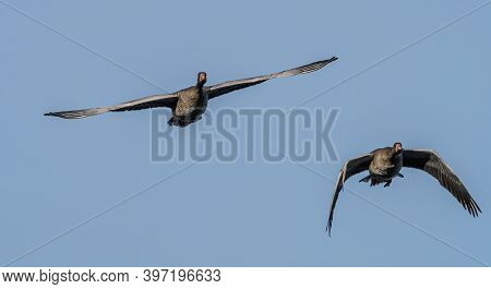 The Greylag Goose, Anser Anser Is A Species Of Large Goose In The Waterfowl Family Anatidae And The 
