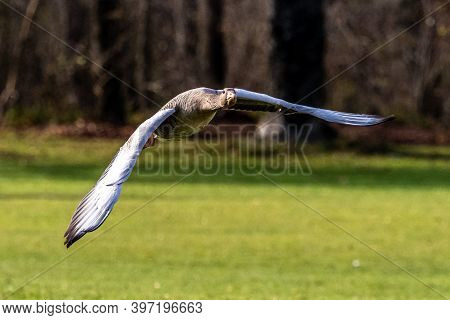 The Greylag Goose, Anser Anser Is A Species Of Large Goose In The Waterfowl Family Anatidae And The 