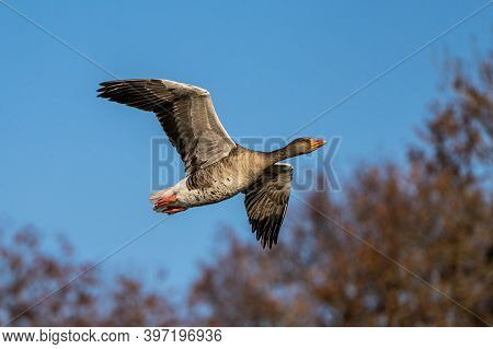 The Greylag Goose, Anser Anser Is A Species Of Large Goose In The Waterfowl Family Anatidae And The 