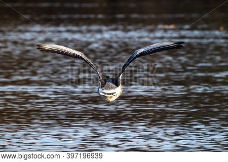 The Greylag Goose, Anser Anser Is A Species Of Large Goose In The Waterfowl Family Anatidae And The 