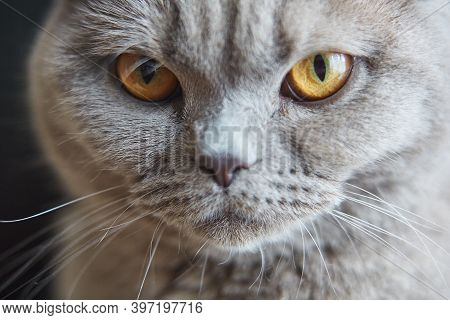 Fixed Look Of Beautiful Britan Tom-cat Macro. Selective Focus