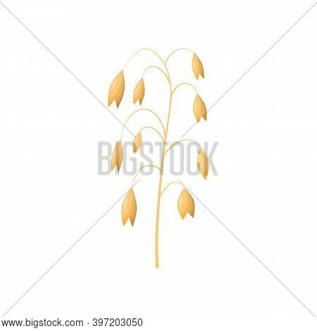 Vector Wheat Ears Spikelets With Grains. Oat Bunch, Yellow Sereals For Backery, Flour Production Des