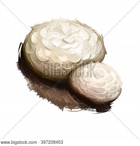 Neolentinus Ponderosus Digital Art Illustration. Giant Sawgill Mushroom Watercolor Print, Lentinus G