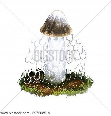 Phallus Indusiatus Mushroom Digital Art Illustration. Bamboo Fungus Watercolor Print, Hymenophallus 