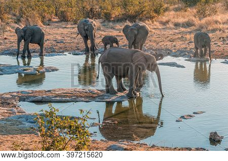 African Elephants At Sunset At The Halali Waterhole In Northern Namibia