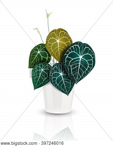 Heart Shape Leaves, Anthurium Clarinervium Plant In White Ceramic Pot. Tropical Houseplant. Realisti