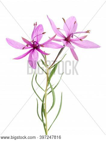 Pink Alpine Willowherb Flowers Isolated On White