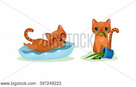 Naughty Playful Kitten Chewing Plant And Jumping On Pillow Vector Set