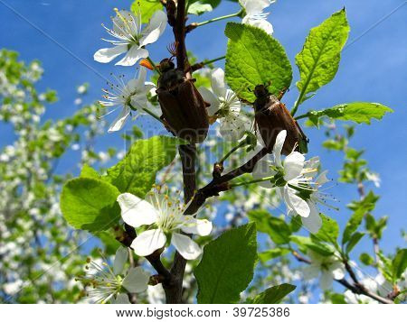 Chafers climbing on blossoming plum