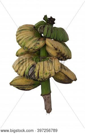 Bunch Of Ripe Banana Or Ibananiko Thai People Call Kluay Thep Phanom Isolated On White Background In