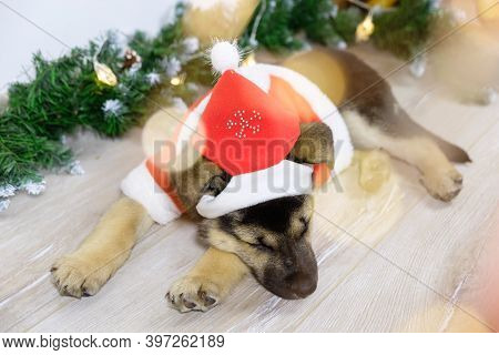 Cute Shepherd Puppy Dressed As Santa Claus Is Sleeping Near The Christmas Tree. Christmas Night In A