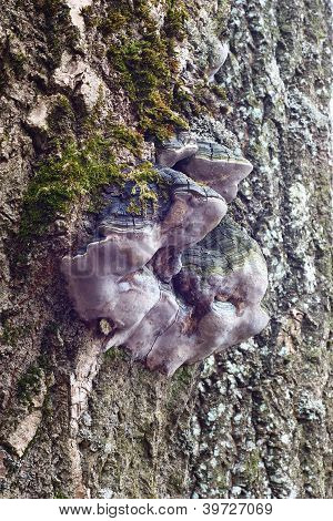 Holz Pilz