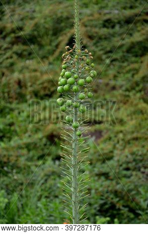 The Inflorescence Has The Shape Of An Upwardly Tapering Cylinder And Is Usually Up To 2 M Long After