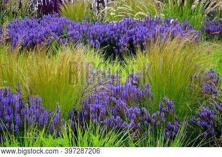 Salvia Nemorosa Stippa Capilata Lush Flower Bed With Sage Blue And Purple Flower Color Combined With