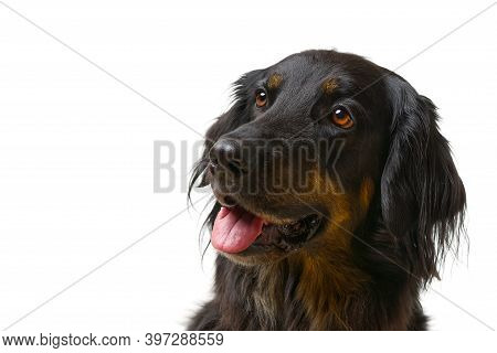 Hovawart Dog Portrait. Close-up Shoot Of A Black Hovawart Dog, Isolated