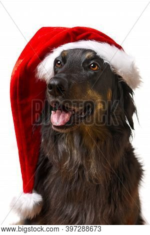 Hovawart Dog Portrait In Red Christmas Hat. Close-up Shoot Of A Black Hovawart Dog, Isolated. Dog Po