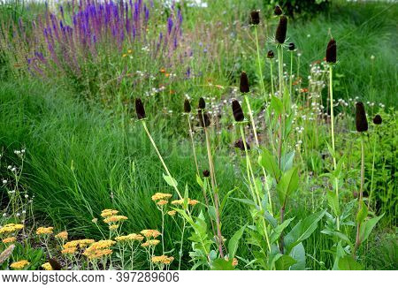 Rudbeckia, Green, Wizard, Cone, Black, Yellow, Flower, Head, Flower Bed, Eremurus, Stenophyllus, Ste