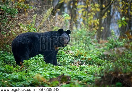 Asiatic Black Bear (ursus Thibetanus) In The Autumn Forest