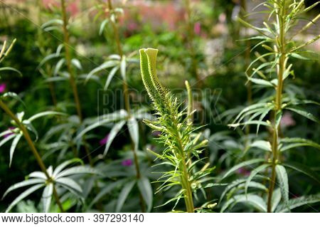 The Inflorescence Is Composed Of Small, Lilac-pink To Light Purple Flowers, To Which Long White Stam