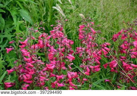 Sports Light Blue, Bell-shaped Flowers From Late Spring Through Summer. Rounded Leaves Are Crinkled 