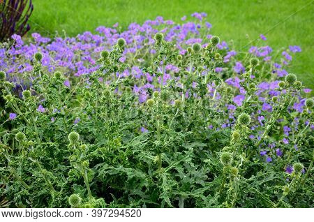 It Blooms In July Until The End Of September. The Flower In This Plant Is Considered Decorative And 