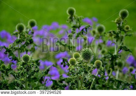 It Blooms In July Until The End Of September. The Flower In This Plant Is Considered Decorative And 