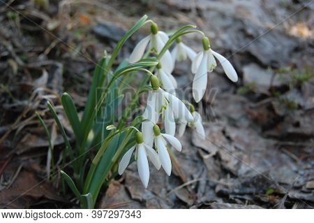 Snowdrop Or Common Snowdrop (galanthus Nivalis) Flowers.