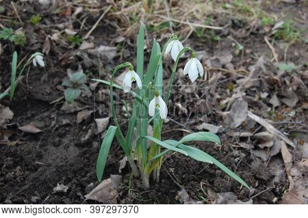 Snowdrop Or Common Snowdrop (galanthus Nivalis) Flowers.