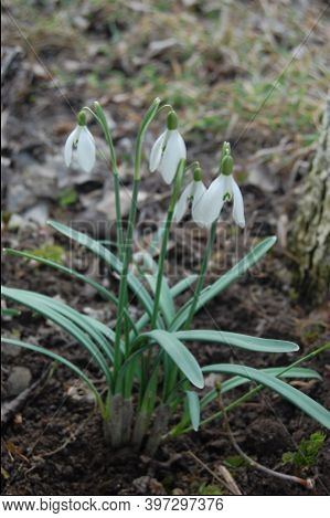 Snowdrop Or Common Snowdrop (galanthus Nivalis) Flowers.