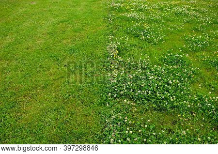 Lawn In One Half Uncut With Clover And In The Other Half Regularly Mown To A Low Stalk Height. The C