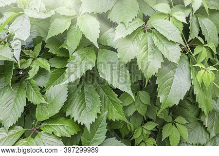 Gynostemma Pentaphyllum Is Species Of Herbaceous Plants From Genus Gynostemma Of  Pumpkin Family. Na