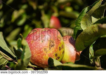 A Stack Of Apples With Apple Scab Disease